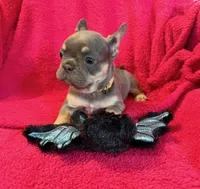 Lollipop Take Me Home!, a female French Bulldog for sale in Mansfield, OH – 3 of 6