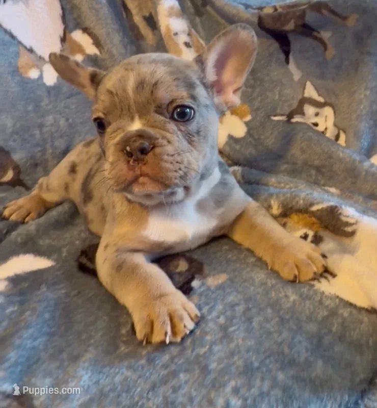 Bleu Take Me Home Today!  – French Bulldog puppy for sale in Mansfield, OH
