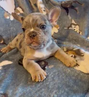 Bleu Take Me Home Today! , a male French Bulldog for sale in Mansfield, OH – 2 of 4