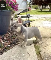 Leo Take Me Home Today! I’m a Lilac Fluffy  Carrier!, a male French Bulldog for sale in Mansfield, OH – 9 of 9