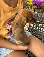 Ellie Take Me Home Today!, a female Miniature Dachshund for sale in Mansfield, OH – Photo 6 of 8