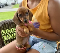Ellie Take Me Home Today!, a female Miniature Dachshund for sale in Mansfield, OH – Photo 4 of 8