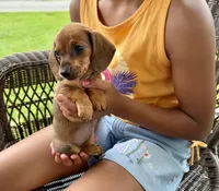 Ellie Take Me Home Today!, a female Miniature Dachshund for sale in Mansfield, OH – Photo 5 of 8