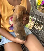 Ellie Take Me Home Today!, a female Miniature Dachshund for sale in Mansfield, OH – Photo 8 of 8