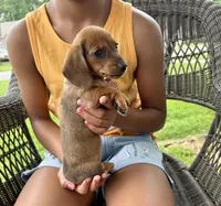 Ellie Take Me Home Today!, a female Miniature Dachshund for sale in Mansfield, OH – Photo 7 of 8