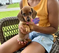 Ellie Take Me Home Today!, a female Miniature Dachshund for sale in Mansfield, OH – Photo 2 of 8