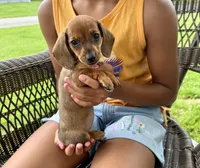 Ellie Take Me Home Today!, a female Miniature Dachshund for sale in Mansfield, OH – Photo 3 of 8