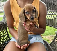 Ellie Take Me Home Today!, a female Miniature Dachshund for sale in Mansfield, OH – Photo 1 of 8