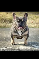 Ruby Take Me Home!, a female French Bulldog for sale in Mansfield, OH – 3 of 5