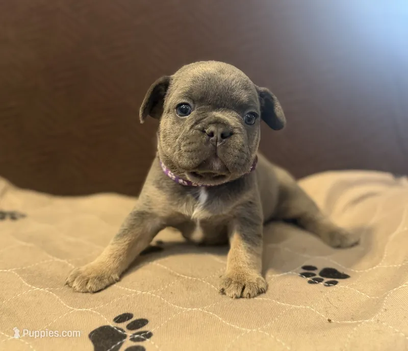 Benji Pick Me!  – French Bulldog puppy for sale in Mansfield, OH