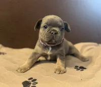 Benji Pick Me! , a male French Bulldog for sale in Mansfield, OH – 1 of 3