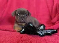 Winnie Pick Me!, a female French Bulldog for sale in Mansfield, OH – 3 of 5