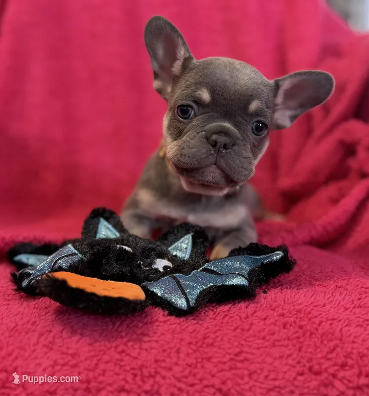Lollipop Take Me Home! – French Bulldog puppy for sale in Mansfield, OH