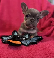 Lollipop Take Me Home!, a female French Bulldog for sale in Mansfield, OH – 1 of 6