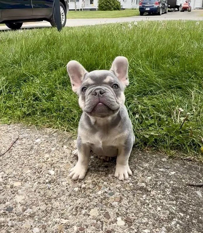 Leo Take Me Home Today! I’m a Lilac Fluffy  Carrier! – French Bulldog puppy for sale in Mansfield, OH