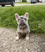 Leo Take Me Home Today! I’m a Lilac Fluffy  Carrier!, a male French Bulldog for sale in Mansfield, OH – 2 of 9