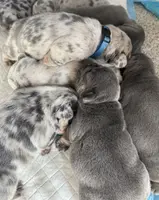 Girl 1 Ohio House of Frenchies, a female French Bulldog for sale in Mansfield, OH – Photo 8 of 9