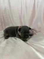Girl 1 Ohio House of Frenchies, a female French Bulldog for sale in Mansfield, OH – Photo 2 of 9