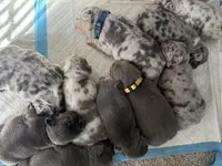 Girl 1 Ohio House of Frenchies, a female French Bulldog for sale in Mansfield, OH – Photo 9 of 9