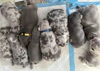 Girl 1 Ohio House of Frenchies, a female French Bulldog for sale in Mansfield, OH – Photo 7 of 9