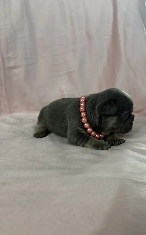 Girl 1 Ohio House of Frenchies