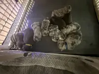 Girl 1 Ohio House of Frenchies, a female French Bulldog for sale in Mansfield, OH – Photo 6 of 9