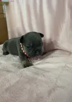 Girl 1 Ohio House of Frenchies, a female French Bulldog for sale in Mansfield, OH – Photo 3 of 9