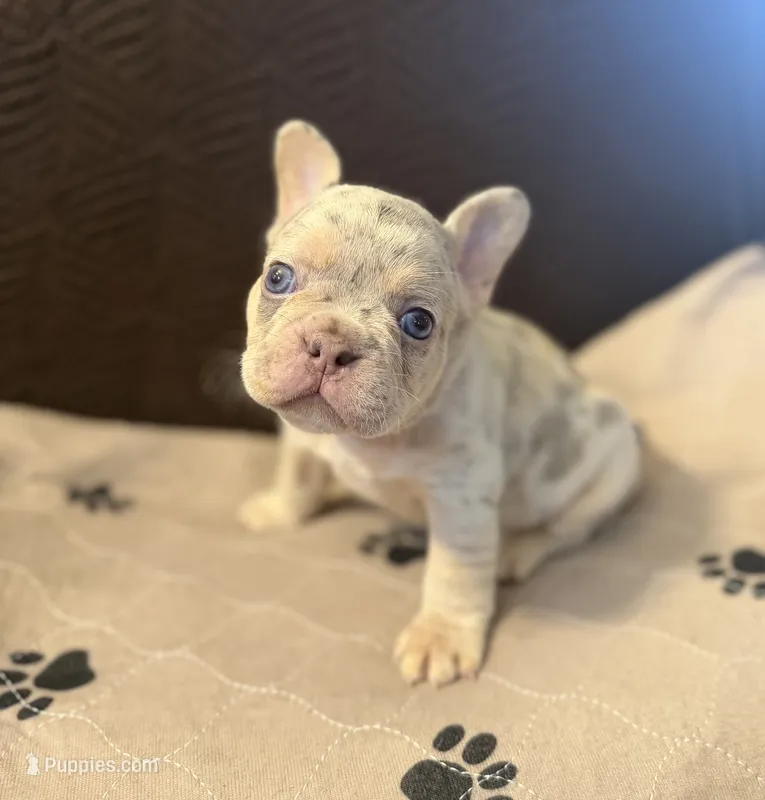 Chance  – French Bulldog puppy for sale in Mansfield, OH