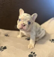 Chance , a male French Bulldog for sale in Mansfield, OH – 1 of 6