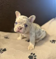 Chance , a male French Bulldog for sale in Mansfield, OH – 3 of 6