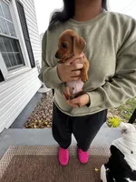 Jaxx Take Me Home Today!, a male Miniature Dachshund for sale in Mansfield, OH – Photo 4 of 9