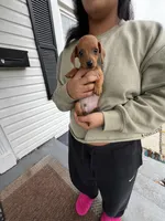 Jaxx Take Me Home Today!, a male Miniature Dachshund for sale in Mansfield, OH – Photo 9 of 9