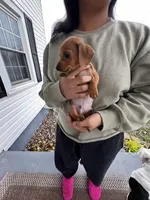 Jaxx Take Me Home Today!, a male Miniature Dachshund for sale in Mansfield, OH – Photo 3 of 9