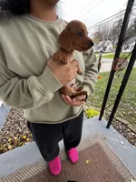 Jaxx Take Me Home Today!, a male Miniature Dachshund for sale in Mansfield, OH – Photo 2 of 9
