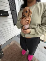 Jaxx Take Me Home Today!, a male Miniature Dachshund for sale in Mansfield, OH – Photo 5 of 9