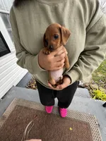 Jaxx Take Me Home Today!, a male Miniature Dachshund for sale in Mansfield, OH – Photo 7 of 9
