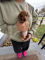 Jaxx Take Me Home Today!, a male Miniature Dachshund for sale in Mansfield, OH – Photo 1 of 9