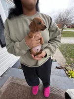 Jaxx Take Me Home Today!, a male Miniature Dachshund for sale in Mansfield, OH – Photo 8 of 9