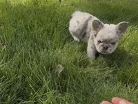 Fluffy Teddi Pick Me!, a male French Bulldog for sale in Mansfield, OH – Photo 4 of 10