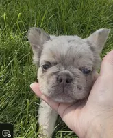 Fluffy Teddi Pick Me!, a male French Bulldog for sale in Mansfield, OH – Photo 7 of 10