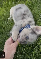 Fluffy Teddi Pick Me!, a male French Bulldog for sale in Mansfield, OH – Photo 9 of 10