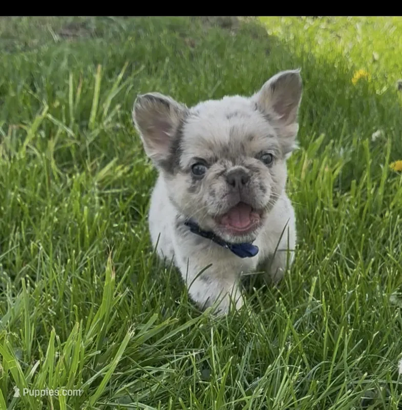 Fluffy Teddi Pick Me! – French Bulldog puppy for sale in Mansfield, OH