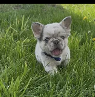 Fluffy Teddi Pick Me!, a male French Bulldog for sale in Mansfield, OH – Photo 1 of 10