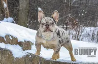 Fluffy Teddi Pick Me!, a male French Bulldog for sale in Mansfield, OH – Photo 10 of 10