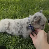 Fluffy Teddi Pick Me!, a male French Bulldog for sale in Mansfield, OH – Photo 5 of 10