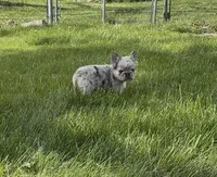 Fluffy Teddi Pick Me!, a male French Bulldog for sale in Mansfield, OH – Photo 3 of 10