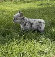 Fluffy Teddi Pick Me!, a male French Bulldog for sale in Mansfield, OH – Photo 2 of 10