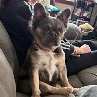 Fluffy Teddi Pick Me!, a male French Bulldog for sale in Mansfield, OH – Photo 8 of 10