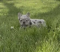 Fluffy Teddi Pick Me!, a male French Bulldog for sale in Mansfield, OH – Photo 6 of 10