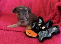 Ruby Take Me Home!, a female French Bulldog for sale in Mansfield, OH – 4 of 5
